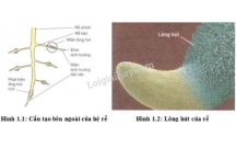 sinh học 11 tìm hiểu về rễ cây