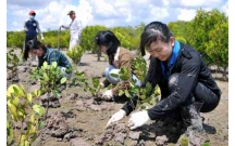 Nghiên cứu tình hình quản lý lâm sản ngoài gỗ tại bán đảo Sơn Trà thành phố Đà nẵng