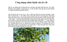 CHỮA BỆNH VỚI LÁ VỐI