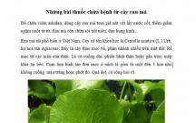 Công dụng của rau má