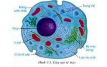 Bài tập sinh học: CHUYÊN ĐỀ TẾ BÀO